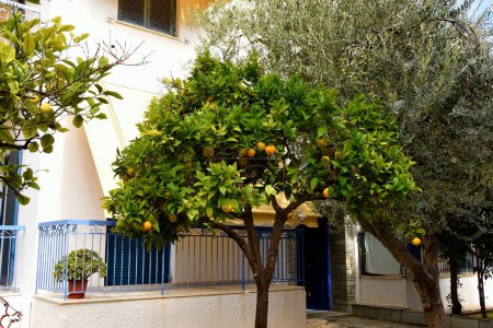 Téléchargez les photos : Rue avec oranger à Egine, Grèce - en image libre de droit