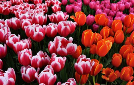 Téléchargez les photos : Belle vue sur la floraison des fleurs à Keukenhof ou jardin potager à Lisse, Pays-Bas - en image libre de droit