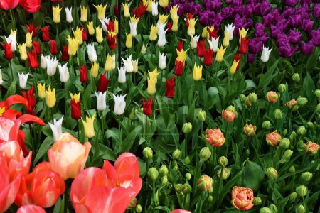 Téléchargez les photos : Belle vue sur la floraison des fleurs à Keukenhof ou jardin potager à Lisse, Pays-Bas - en image libre de droit