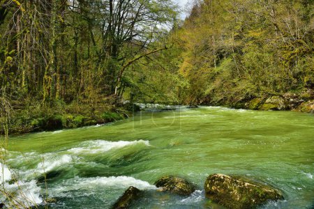 Photo for Beautiful forest river Valserine in springtime at Rhone-Alpes, France - Royalty Free Image