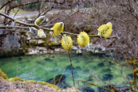 Téléchargez les photos : Forêt printanière magique au Rhône-Alpes, France - en image libre de droit