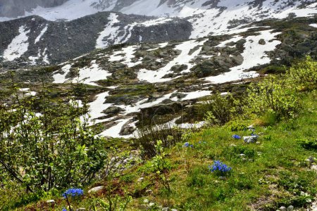 Téléchargez les photos : Fleurs florissantes dans les montagnes rocheuses, vue de jour - en image libre de droit
