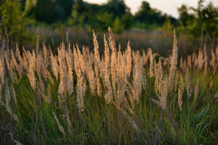 Téléchargez les photos : A closeup shot of a dry grass growing on a field - en image libre de droit