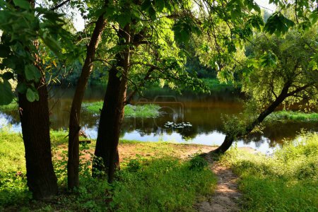 Téléchargez les photos : Beau paysage rural de la rivière de la forêt pendant le coucher du soleil en été - en image libre de droit