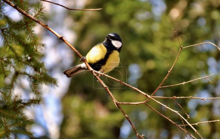 Téléchargez les photos : Little great tit bird sitting on the tree brach at winter - en image libre de droit