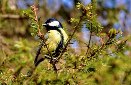 Photo for Little great tit bird sitting on the tree brach at winter - Royalty Free Image