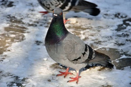 Téléchargez les photos : Pigeon with a dove at winter time - en image libre de droit