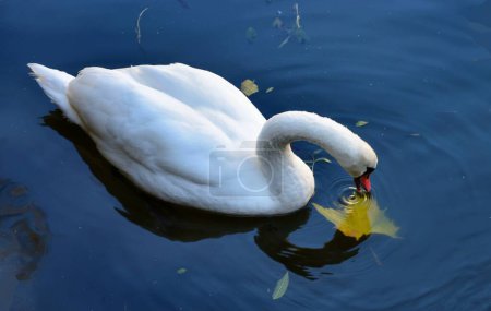 Photo for White swans swimming in the lake near castle - Royalty Free Image