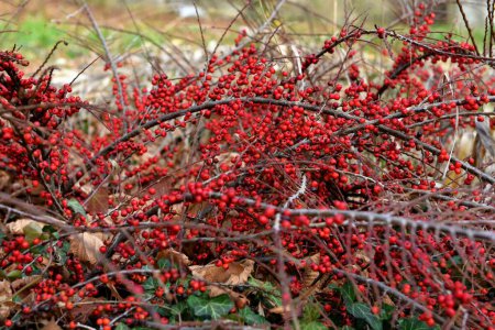 Photo for Red berries of a tree in the garden - Royalty Free Image