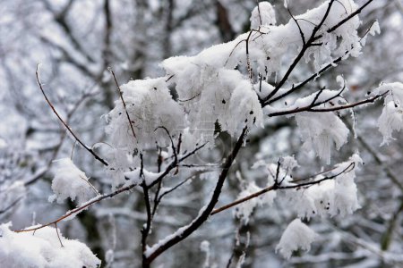 Téléchargez les photos : Beau paysage de la forêt d'hiver en France - en image libre de droit
