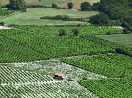 Foto de Campos de lavanda (Lavandula sp), vista aérea, cerca de Greoux-les-Bains, sur de Francia. - Imagen libre de derechos