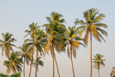Photo for On a beautiful sunny day, a lovely coconut palm tree, backdrop. - Royalty Free Image