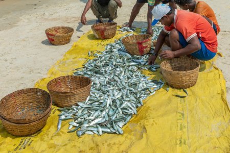 Téléchargez les photos : Benaulim Beach, Goa - Inde. Avril, 06 2023. Pêcheurs déchargeant leurs prises de pailles sur le rivage. Les pêcheurs trient ensuite méticuleusement les poissons en fonction de leur espèce et de leur taille. - en image libre de droit