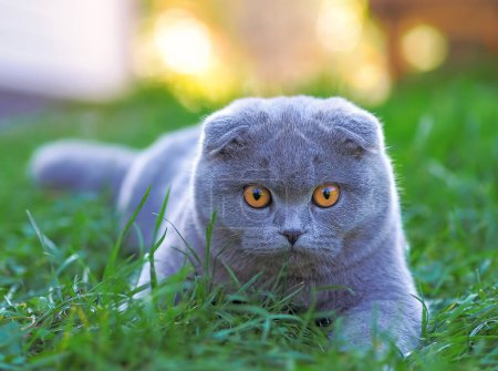 Katze spielt auf dem grünen Rasen