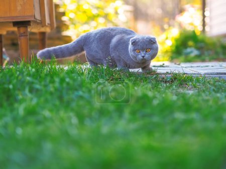 Katze spielt auf dem grünen Rasen