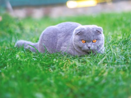 Photo for Cat playing at the green grass - Royalty Free Image