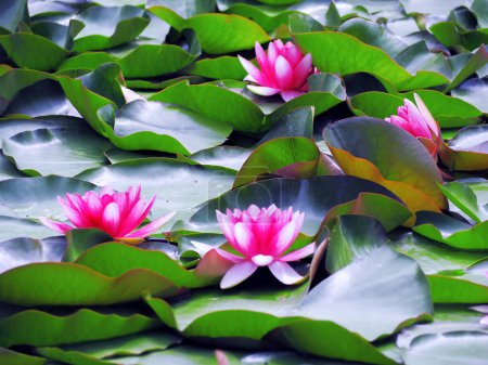 Foto de Flor de Lotos en el lago - Imagen libre de derechos