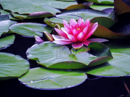 Foto de Flor de Lotos en el lago - Imagen libre de derechos
