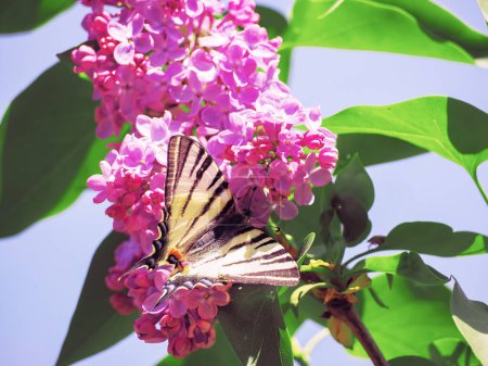 Téléchargez les photos : Machaon papillon au lilas violet - en image libre de droit