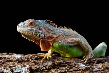 Téléchargez les photos : Iguana with colorful close up - en image libre de droit