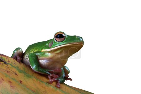 Foto de Whitelipped tree frog litoria infrafrenata green leaves - Imagen libre de derechos