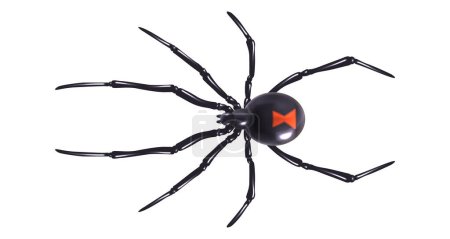 Téléchargez les illustrations : Araignée noire vecteur de conception réaliste, isolé sur blanc - en licence libre de droit