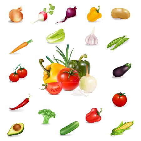 Téléchargez les illustrations : Vecteur complet de légumes réalistes, isolé sur blanc - en licence libre de droit