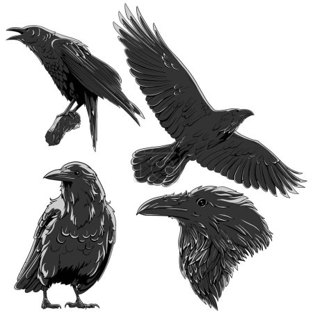Téléchargez les illustrations : Collection vectorielle corbeaux noirs - en licence libre de droit