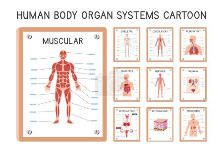 Menschliche Organsysteme Diagramm Poster Cliparts Cartoon-Stil Vektor-Set. Muskulöse, Skelett-, Kreislauf-, Atem-, Verdauungs-, Harn-, endokrine, nervöse, integumentäre, Fortpflanzungssystem Hand gezeichnet