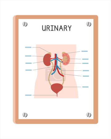 Illustration for Human urinary system poster clipart cartoon style, vector design. Use in hospital or clinic wall poster cartoon concept. Urinary system diagram cartoon style. Hospital and clinic department concept - Royalty Free Image