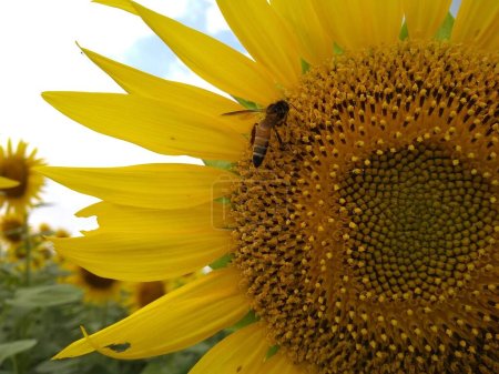Faszinierende Sonnenblume im Ackerland