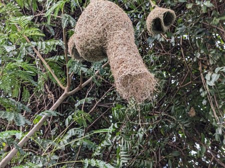 Photo for Wildlife - Weaver Birds Nest on Bamboo Tree in Nature Outdoor - Royalty Free Image