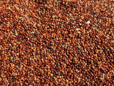 Foto de Un primer plano de una gran cantidad de granos rojos o Raagi en el campo - Imagen libre de derechos