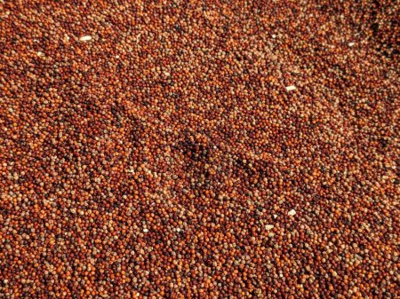 Photo for A closeup shot of a lot of red corns or Raagi in the field - Royalty Free Image