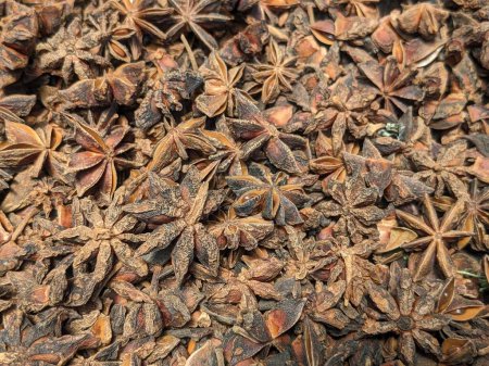 Fragrant Stars: Close-Up of Star Anise Seeds