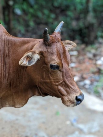 Téléchargez les photos : Charme rustique : Pâturage de vache sur le pâturage agricole - en image libre de droit