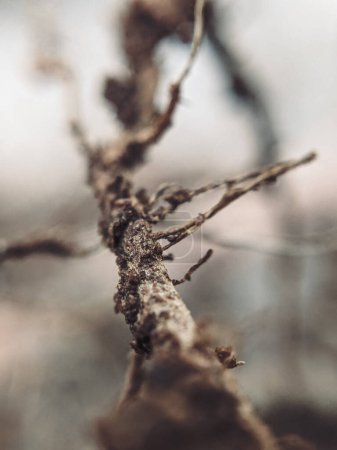 Téléchargez les photos : Macro-prise abstraite de racines d'arbres secs : motifs naturels complexes - en image libre de droit