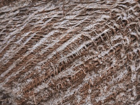 Coconut Tree Wood Texture: High-Resolution Background Images for Natural Designs