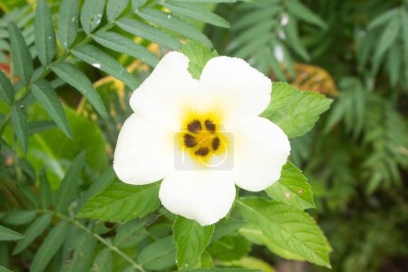 Foto de White primrose flowers, which usually bloom in spring. - Imagen libre de derechos