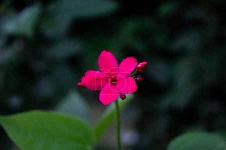 Photo for Red Peregrina flowers known as Spicy Jatropha bloom perfectly with blurred background - Royalty Free Image