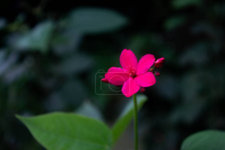 Photo for Red Peregrina flowers known as Spicy Jatropha bloom perfectly with blurred background - Royalty Free Image