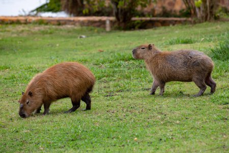 Photo for Brazilian Capybaras (Hydrochoerus hydrochaeris) grazing on grass isolated and in selective focus - Royalty Free Image