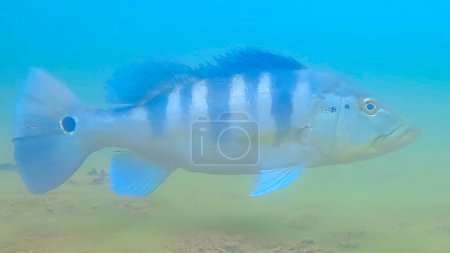 Téléchargez les photos : Peacock bass (Genus Cichla) fish underwater in selective focus. closeup - en image libre de droit