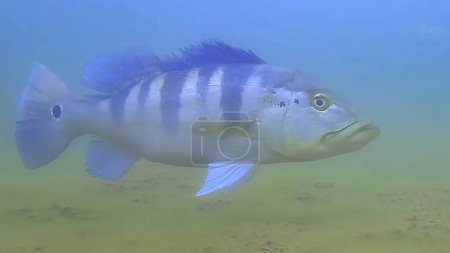 Téléchargez les photos : Peacock bass (Genus Cichla) fish underwater in selective focus - en image libre de droit