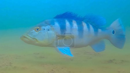 Téléchargez les photos : Tropical Peacock bass (Genus Cichla) or (Cichla temensis) fish underwater in selective focus. Closeup. Tucunar - en image libre de droit