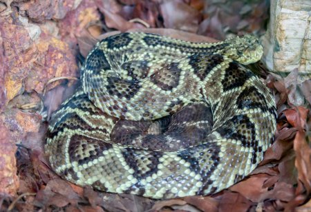 Téléchargez les photos : Venomous rattlesnake in closeup and selective venomous rattlesnake in closeup and selective focus - en image libre de droit