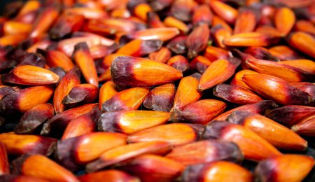 Téléchargez les photos : Fruits de la noix de pin de Paran (Auraucaria angustifolia)). - en image libre de droit