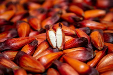 Téléchargez les photos : Fruits de la noix de pin de Paran (Auraucaria angustifolia)). - en image libre de droit