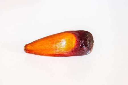 Photo for Pine nut fruits of the Paran pine (Auraucaria angustifolia). Pinho - Royalty Free Image
