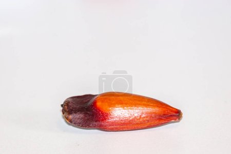 Téléchargez les photos : Fruits de noix de pin du pin de Paran (Auraucaria angustifolia). Pinho - en image libre de droit
